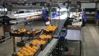 Sueca entra en el ‘Top 10’ de cooperativas agrarias que más facturan junto a l’Alcúdia y Castelló