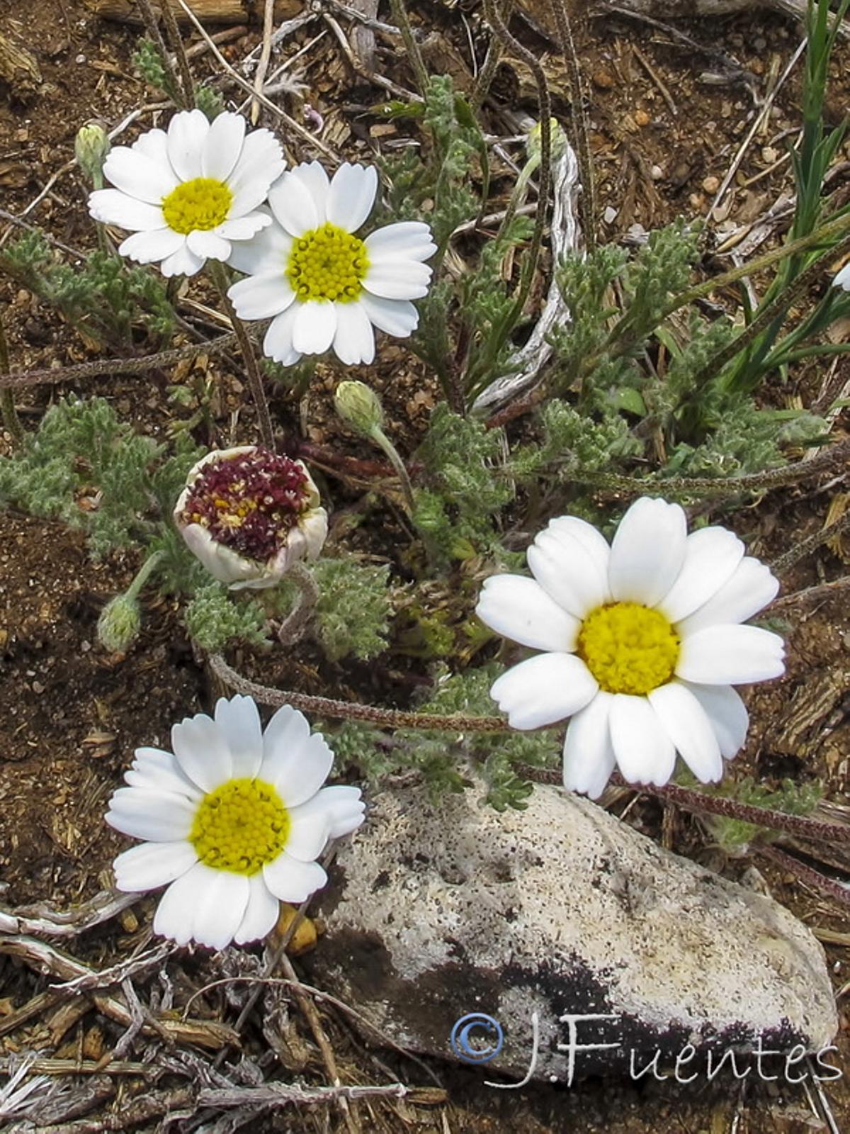 Margarita de Castril