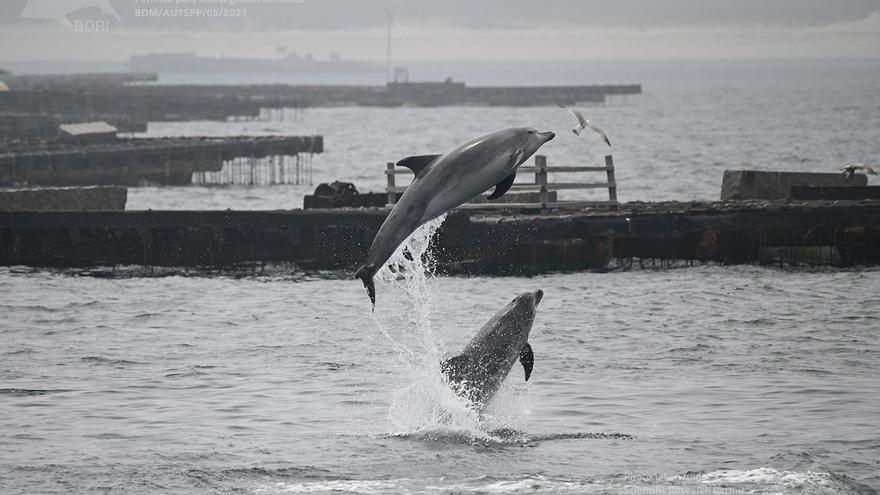 El BDRI en 2022: Delfines, ballenas, marsopas y 92 estudiantes de 15 países