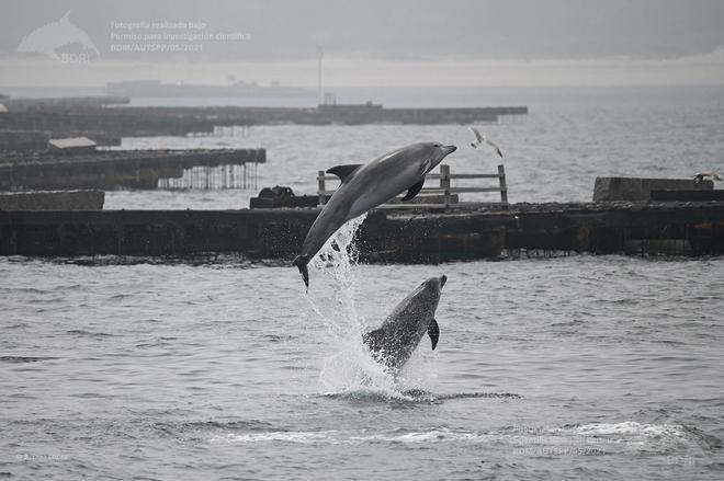 El BDRI en 2022: Delfines, ballenas, marsopas y 92 estudiantes de 15 países