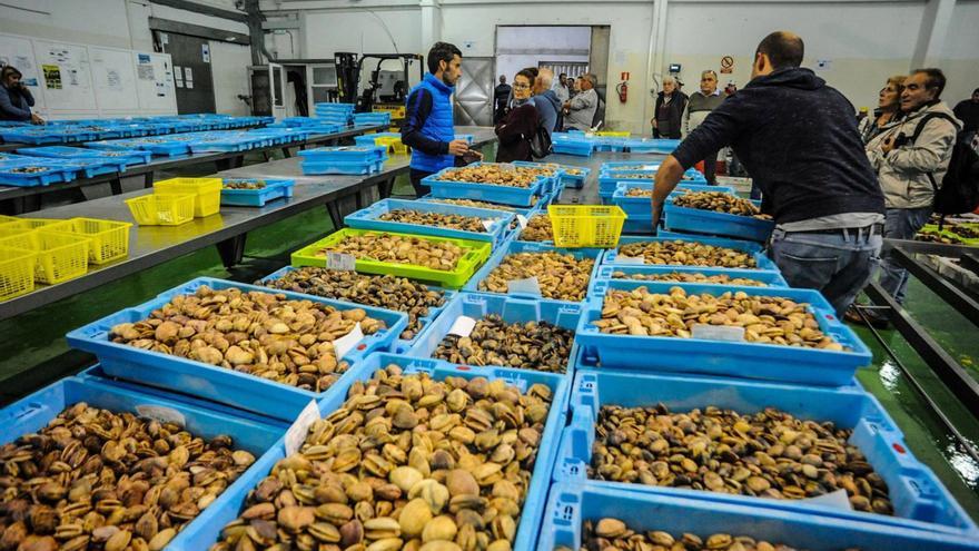 Las cofradías retiran lotes de almeja de las lonjas por la caída de precios