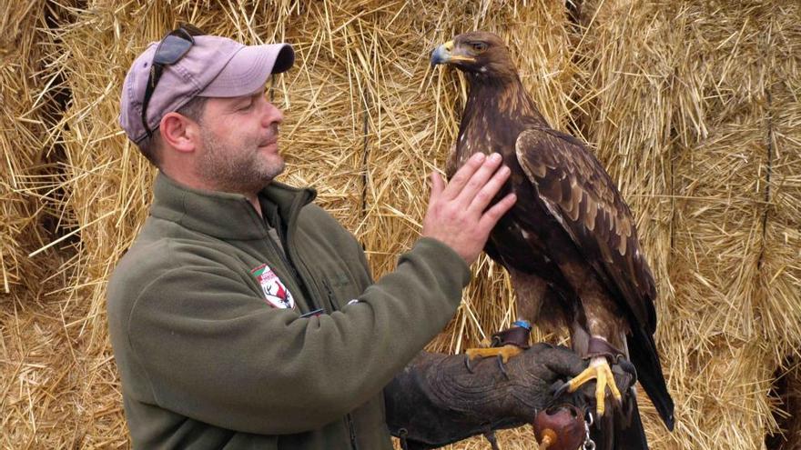 El cetrero Alejandro García con un águila imperial, un ave rapaz muy fuerte y veloz.