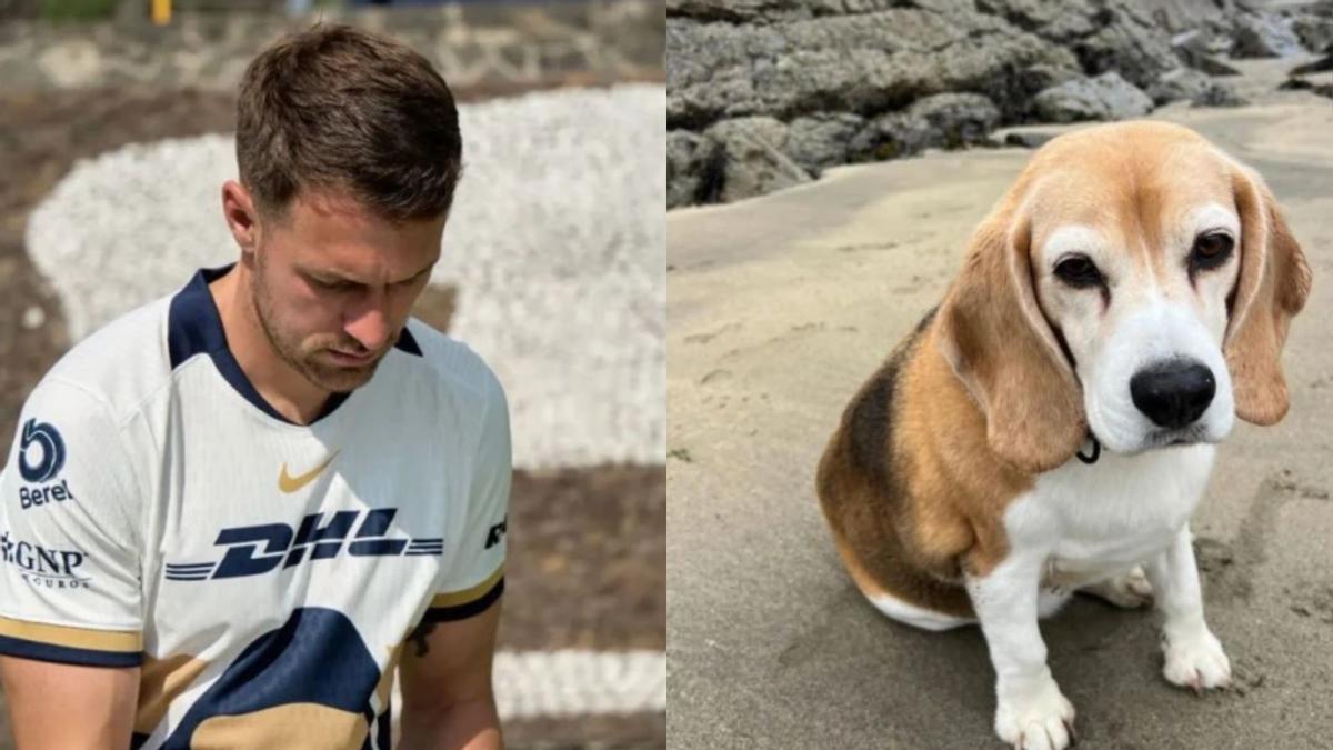 El grito de auxilio de Ramsey para encontrar a su mascota