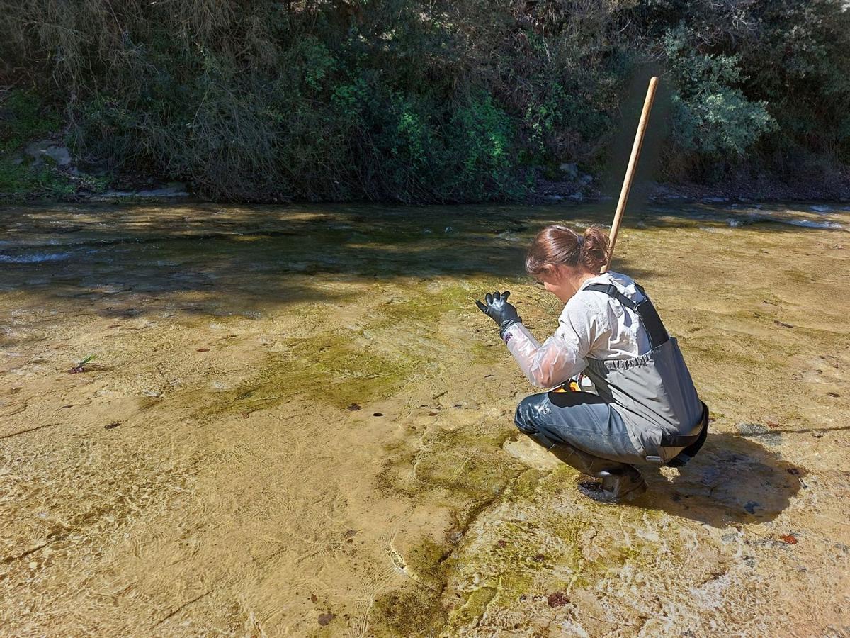 Una científica fent participa al mostreig que fa anualment el CERM als rius d'Osona i el Lluçanès