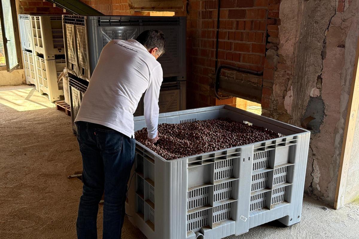 Un pagès amb avellanes a Brunyola.