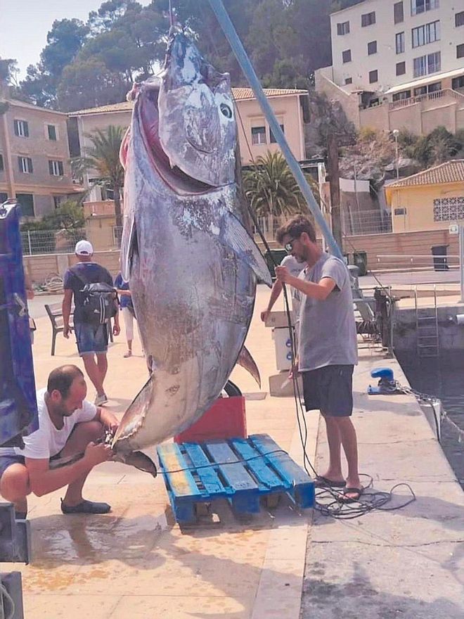 300 Kilo schwerer Thunfisch in Sóller vor Mallorca gefangen - Mallorca ...
