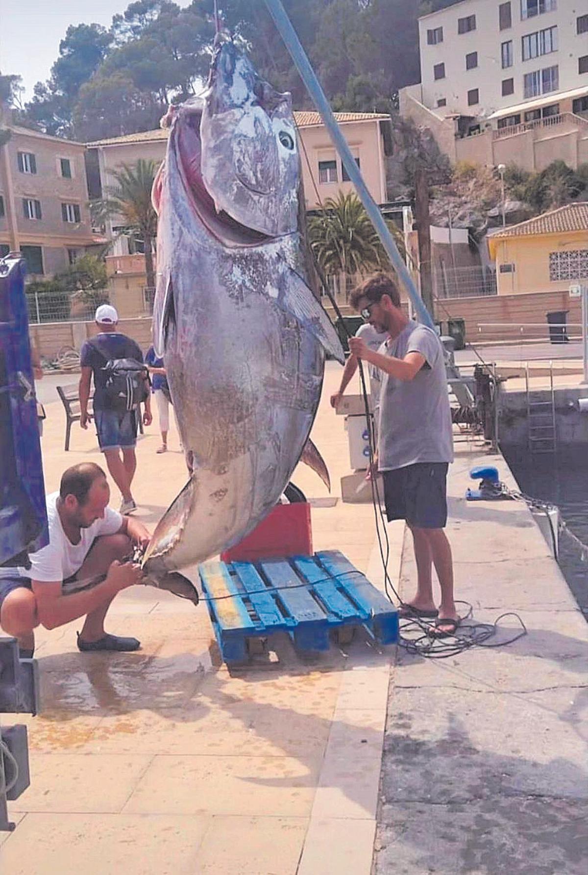 Der vor der Nordküste von Mallorca gefangene drei Zentner schwere Thunfisch.