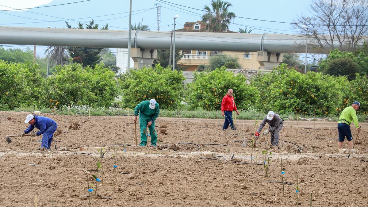 Jornaleros agrícolas trabajando junto  a las tuberías del trasvase en la Vega Baja