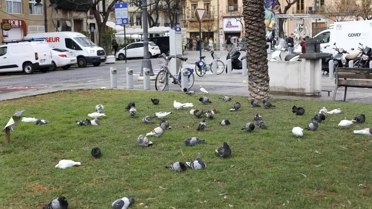 La invasión de palomas en la ciudad de València, desbocada: ya hay 35.500 y siguen aumentando