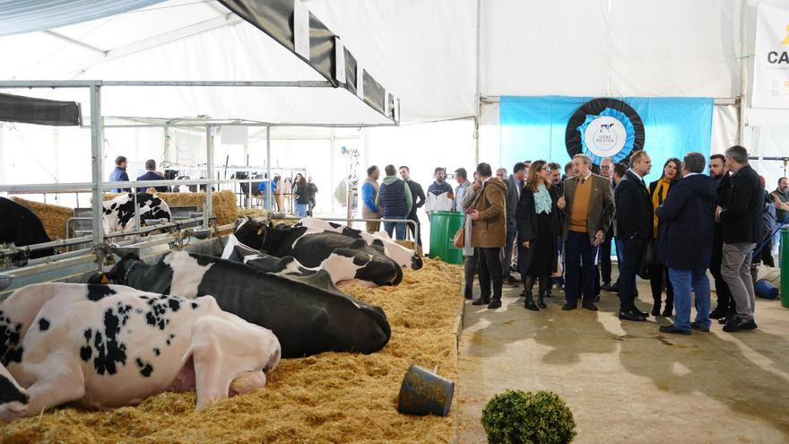 La Feria Usías Holstein de Dos Torres comienza con su apoyo al mundo rural