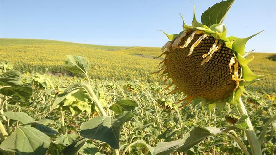 Alternativa desde los campos de Córdoba: el aceite de girasol