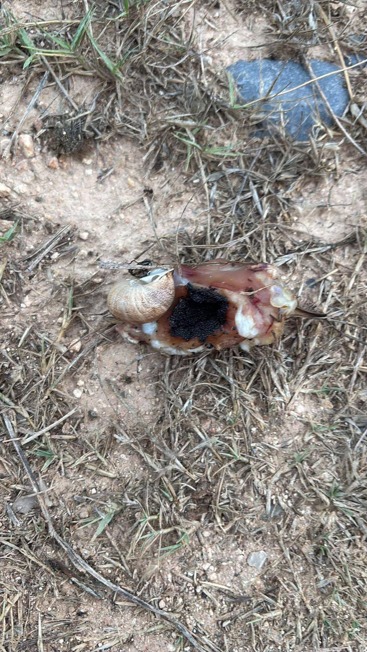 Imagen de un trozo de pollo envenenado con plaguicida.