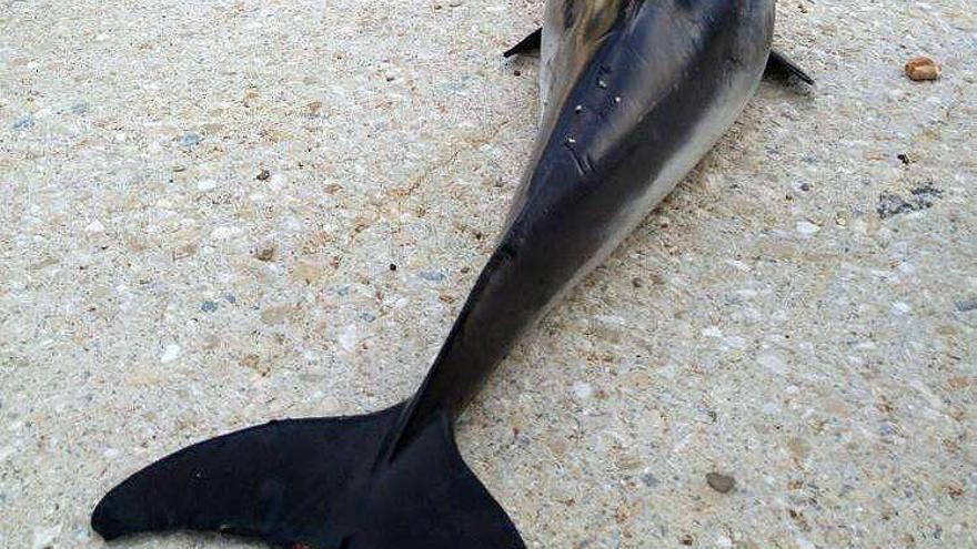 Aparece un delfín muerto en la playa de Dénia