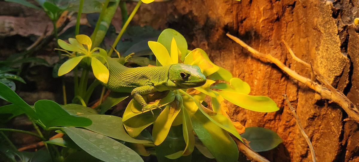 Llangardaix verd de Tanzània - BIOPARC Acuario de Gijón