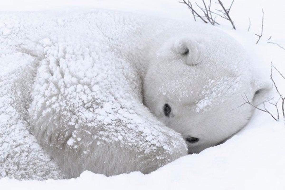 Un oso polar se protege de la nevada en Manitoba, Canadá.