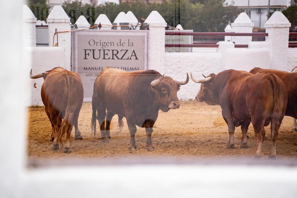 Los primeros toros llegan a la Venta de Antequera