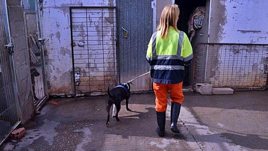 La encargada del cuidado de los perros lleva a uno de ellos dentro de las instalaciones tras un paseo.