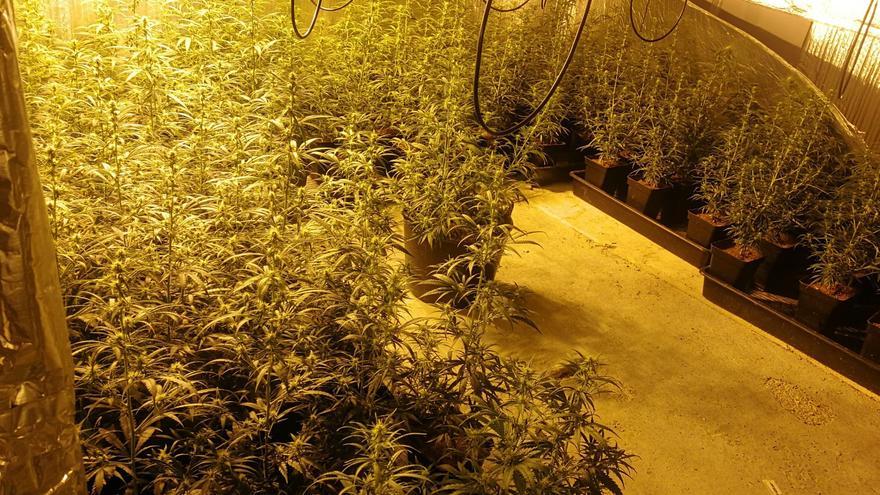 Hallan 400 plantas de marihuana en una vivienda del Cabanyal