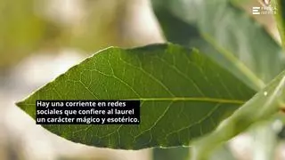 Una hoja de laurel en la carcasa del móvil: el truco que hace media España