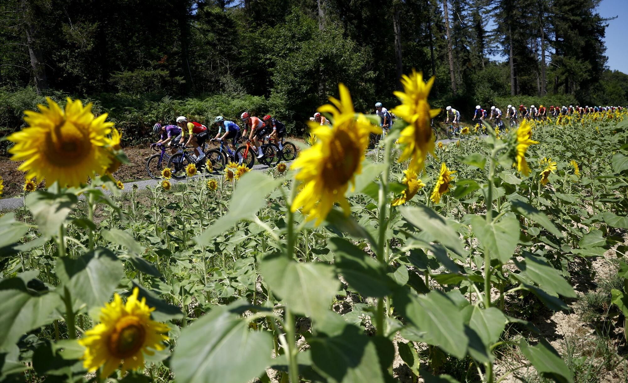Auch (France), 17/07/2025.- The peleton ride past sunflower fields during the 12th stage of the Tour de France cycling race over 180.6km from Auch to Hautacam, France, 17 July 2025. (Ciclismo, Francia) EFE/EPA/MARTIN DIVISEK