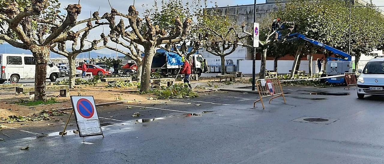 Las recientes labores de poda en un tramo de Montero Ríos contratadas por el Concello de Bueu.