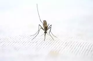 ¿Por qué hay otra vez plaga de mosquitos en Valencia?