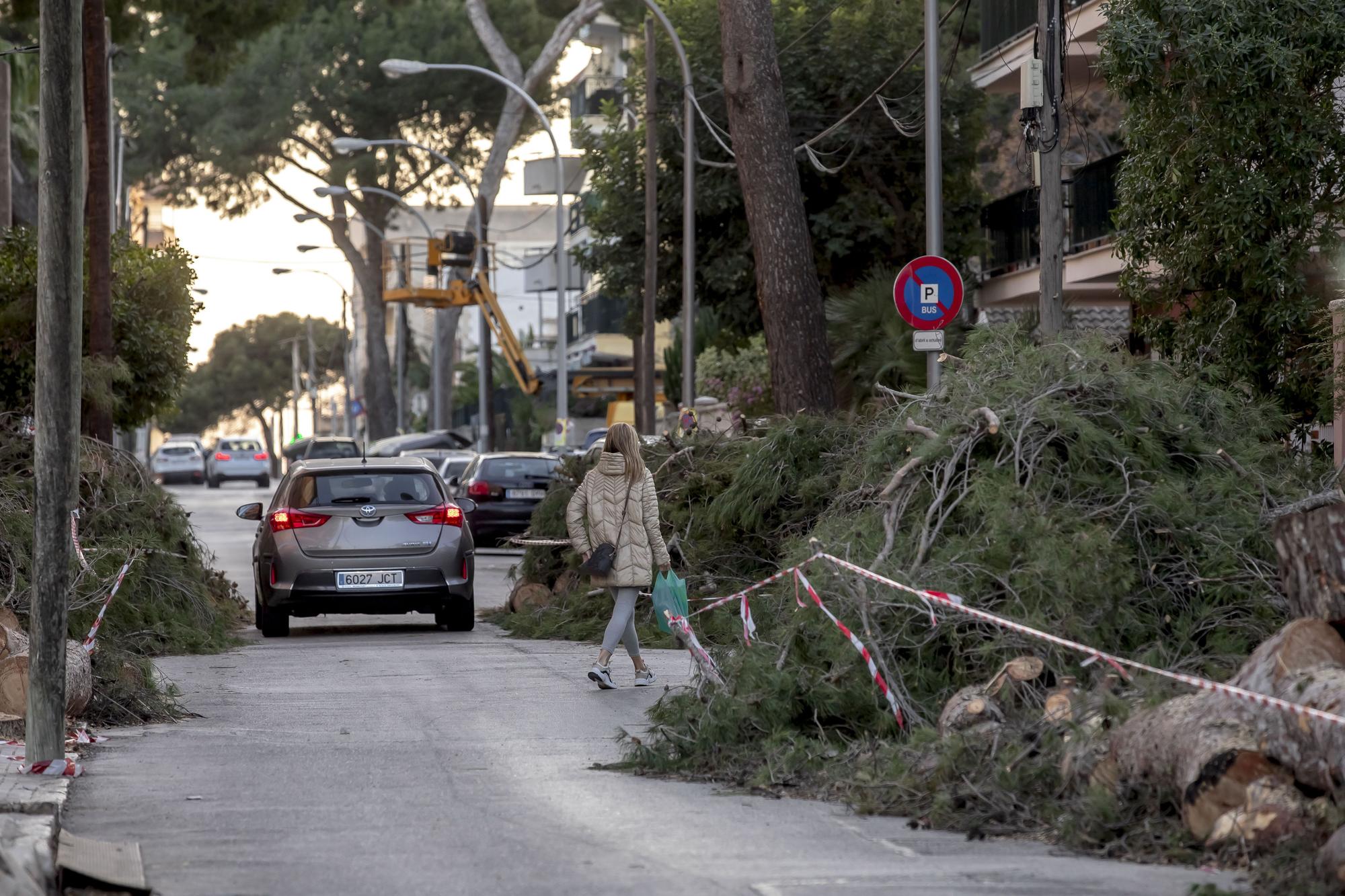 Los vecinos lamentan el "exterminio masivo" de árboles en la calle Pins de Can Pastilla