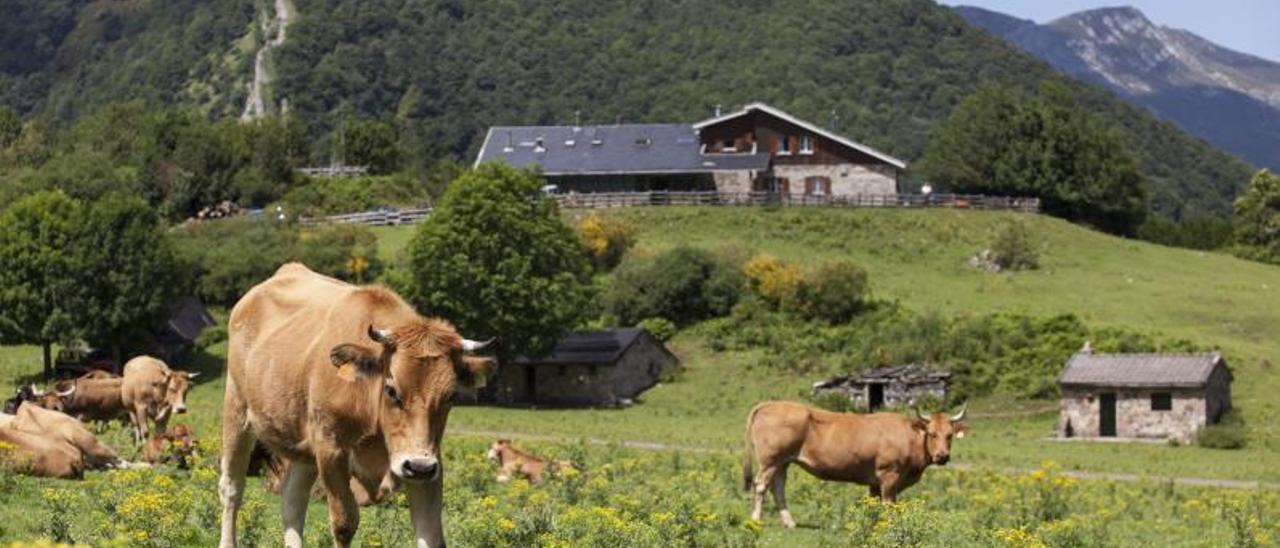 Varias vacas pastan en el entorno del refugio de Brañagallones.. | Fernando Rodríguez