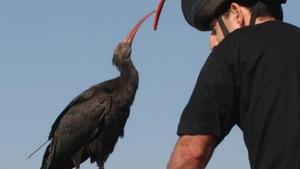 Els primers 19 ibis ermitans ‘aterren’  a l’Empordà