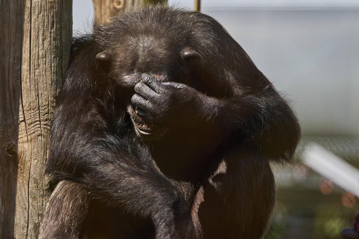 La Fundació Mona, ubicada a Riudellots de la Selva