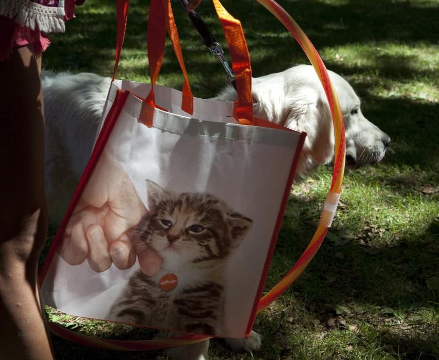 Desfile canino en Somió