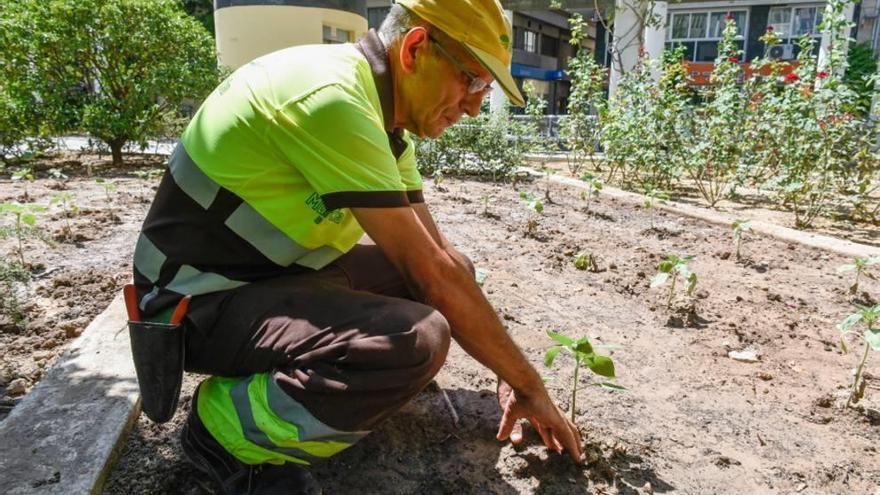 Tres jardines se llenan de girasoles