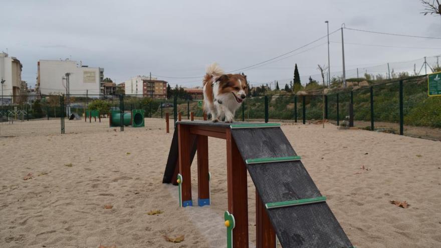 Un perro pasea por uno de los pipicán de Molina de Segura.