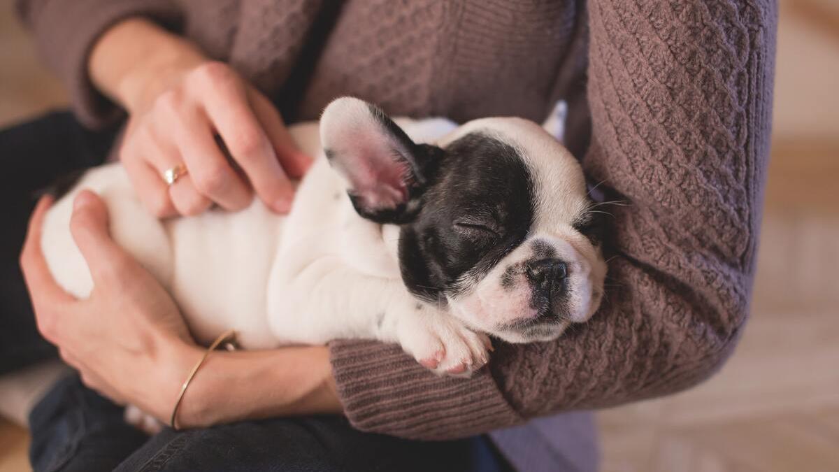 Los animales son considerados miembros de la unidad famiiar