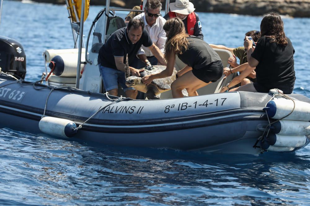 Tortugas rescatadas en aguas de Baleares