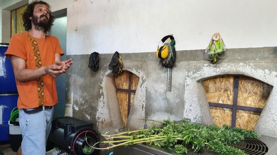 Monasterio explica el proceso al que someten la planta.