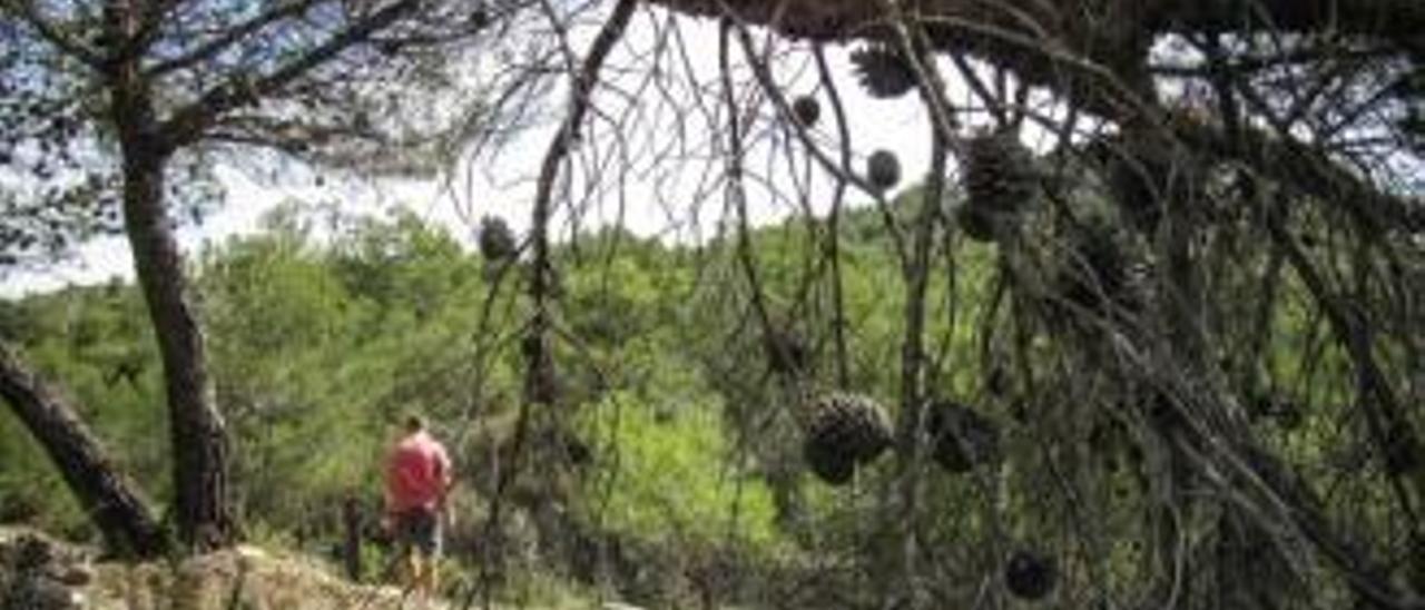 Demasiado daño para tan poco personal en la Serra Mariola