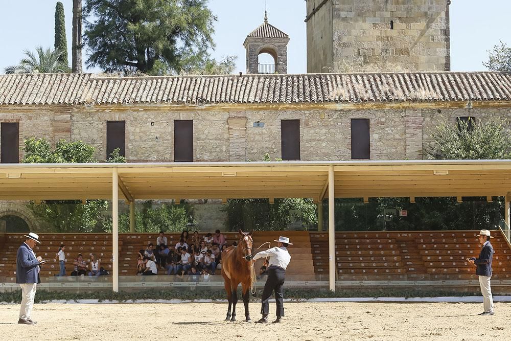 Cabalcor echa a andar con el concurso morfológico