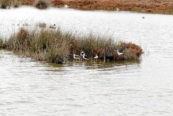 Das Naturschutzgebiet S'Albufera wird 30 Jahre alt - und steckt in einer tiefen Krise. Umweltschützer schlagen Alarm, die Politik bleibt weitgehend untätig.