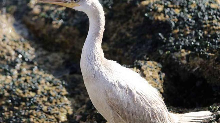 El cormorán blanco de Pescadoira, en Bueu. | M.A.Agulla