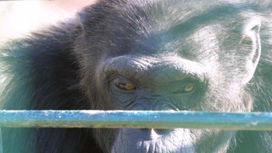 Unser Archivbild von 2007 zeigt einen Schimpansen im Safari Zoo.