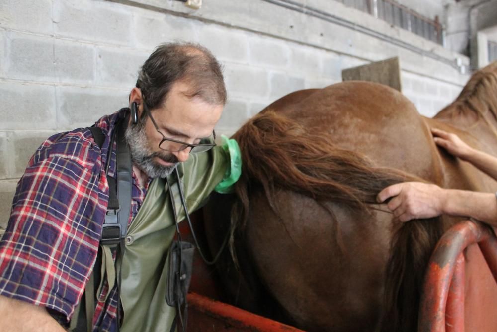 Embestidas militares de 600 millones de espermatozoides para las yeguas asturianas