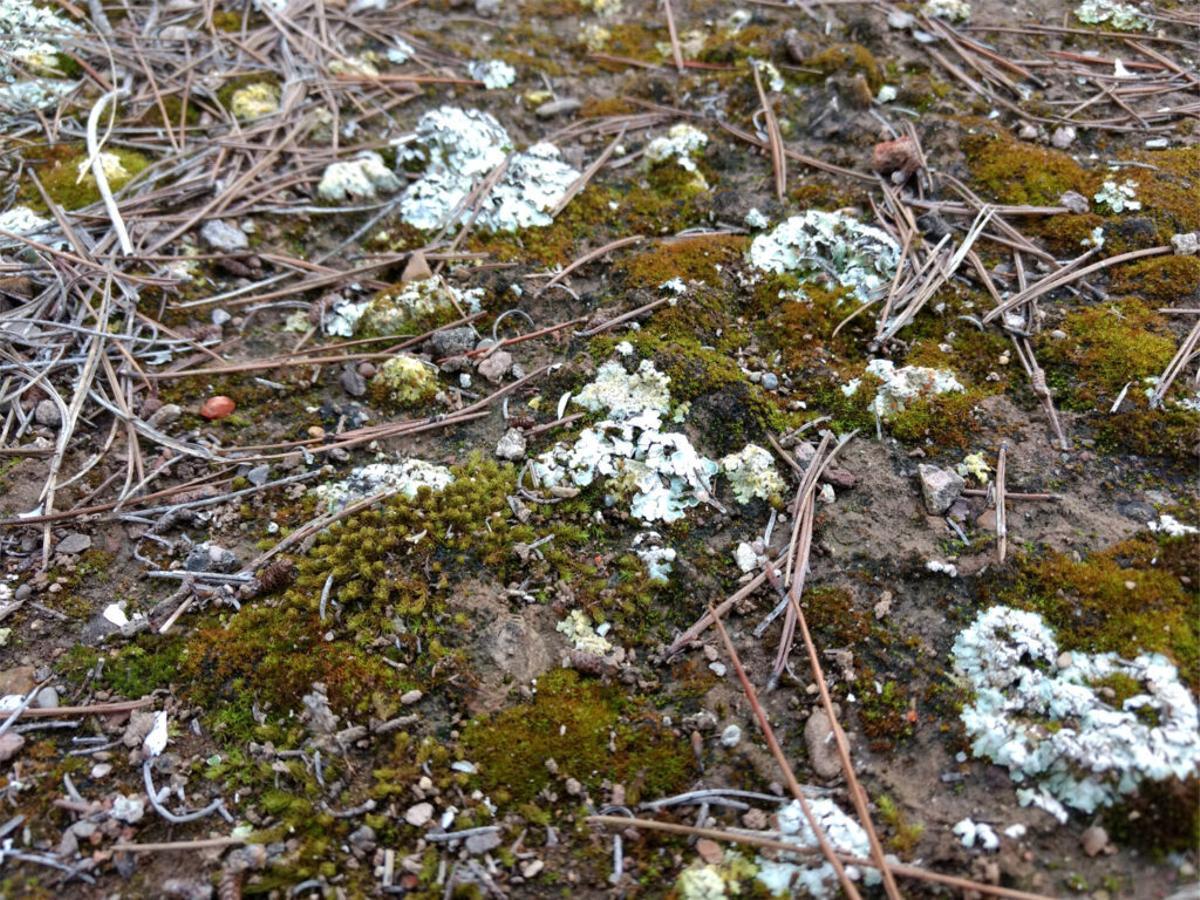 El suelo, tesoro de biodiversidad