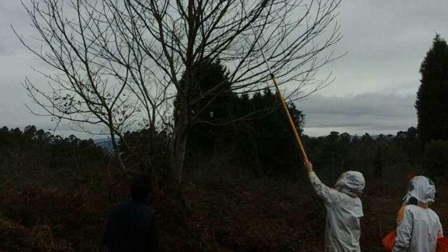 Personal de Emerxencias retira el nido de avispa asiática en Sada.