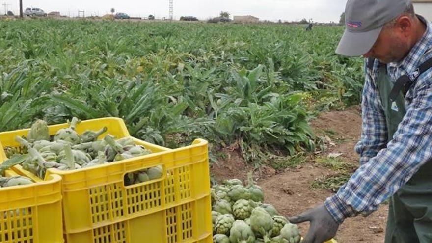 La alcachofa alcanza 1,07 ? en las primeras ventas de la temporada