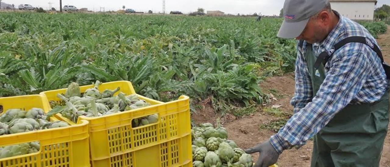 La alcachofa alcanza 1,07 ? en las primeras ventas de la temporada