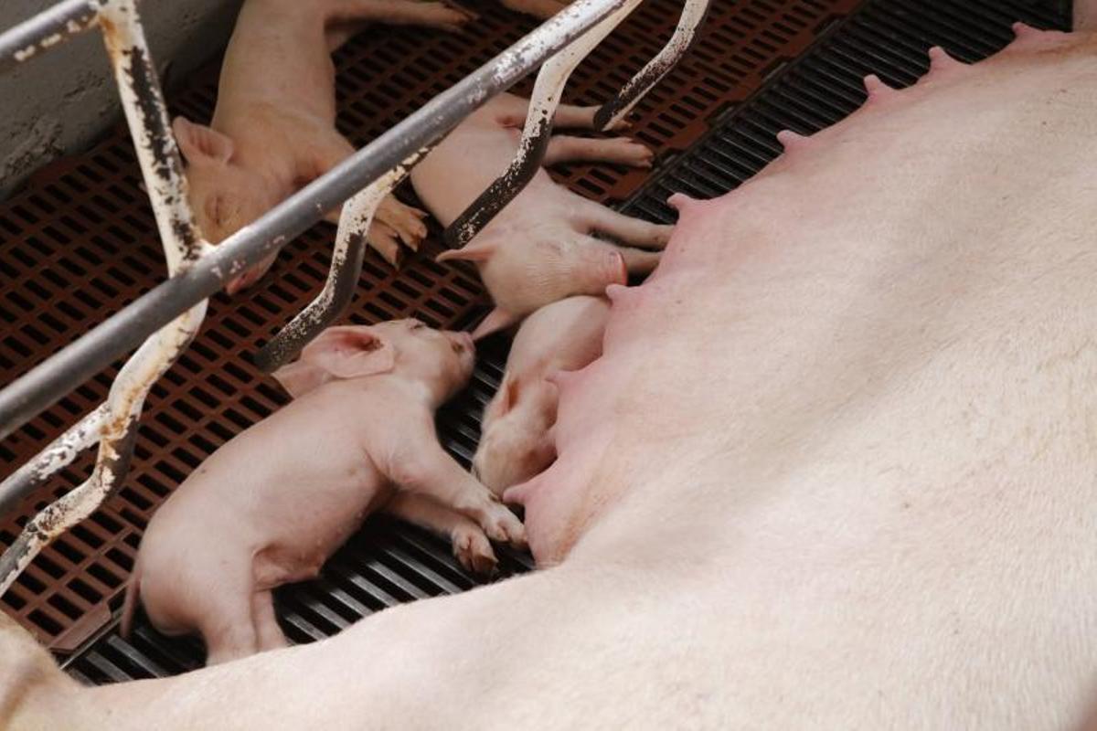 Die kleinen Ferkel dürfen nur bedingt Kontakt zur Mutter haben, um nicht zerquetscht zu werden