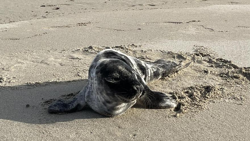 Preocupación por &quot;Limoso&quot;, una foca gris que varó en Cervo