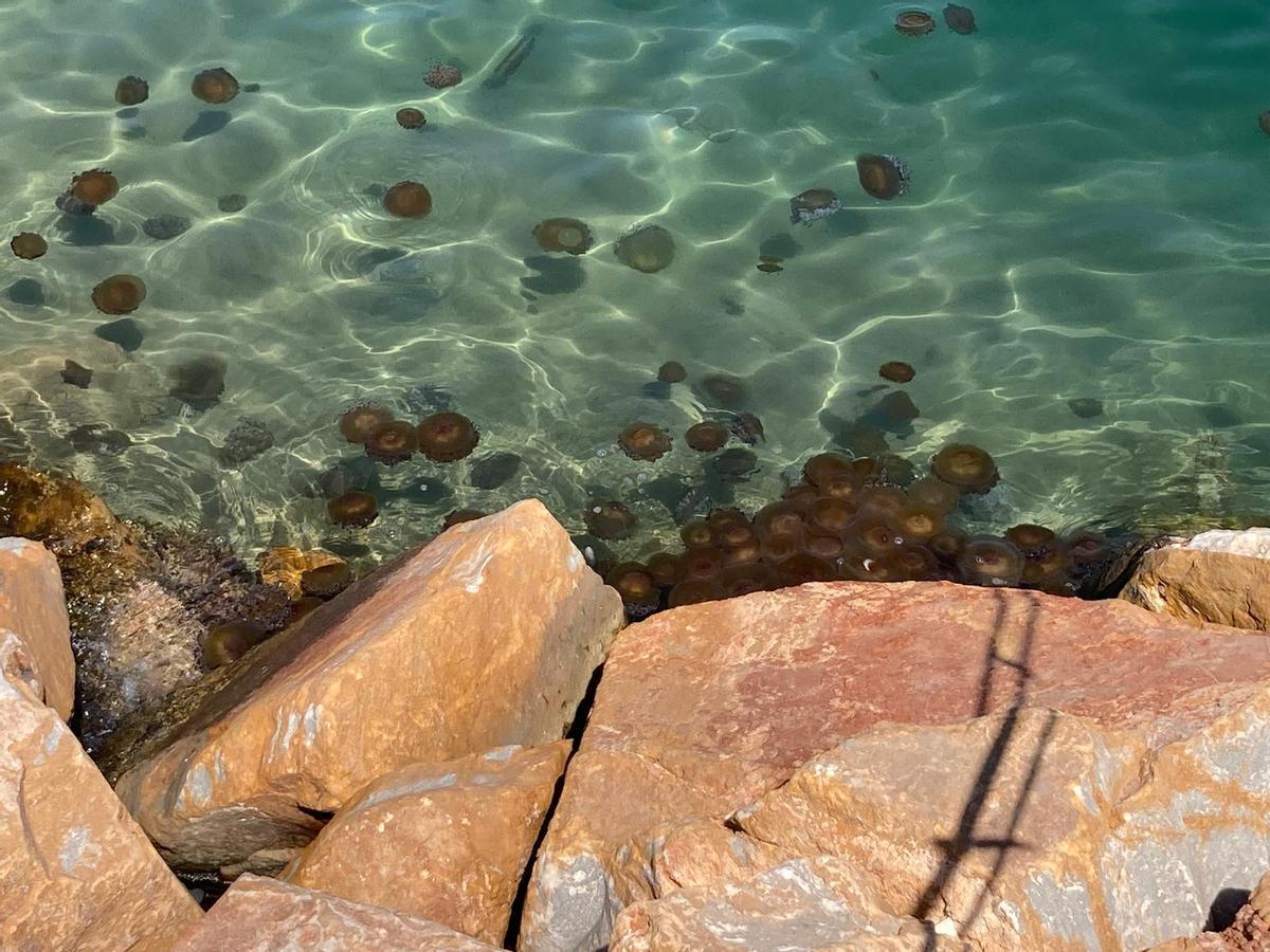 Ejambres de medusas junto al dique de Levante este lunes 15 de julio