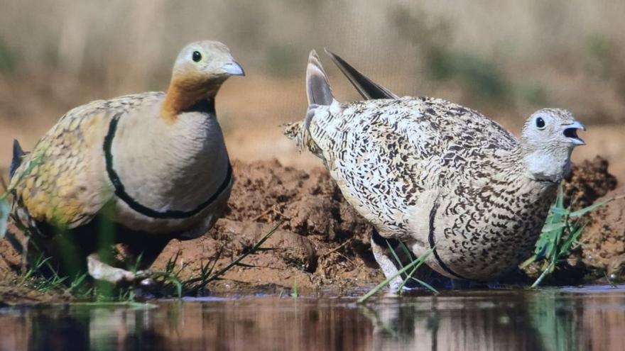 S.O.S. aves esteparias: sin terreno, sin plan